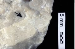 Foto (Detailansicht) von Pithonoton sp. (NHMW-GEO-1990-0041-0246)